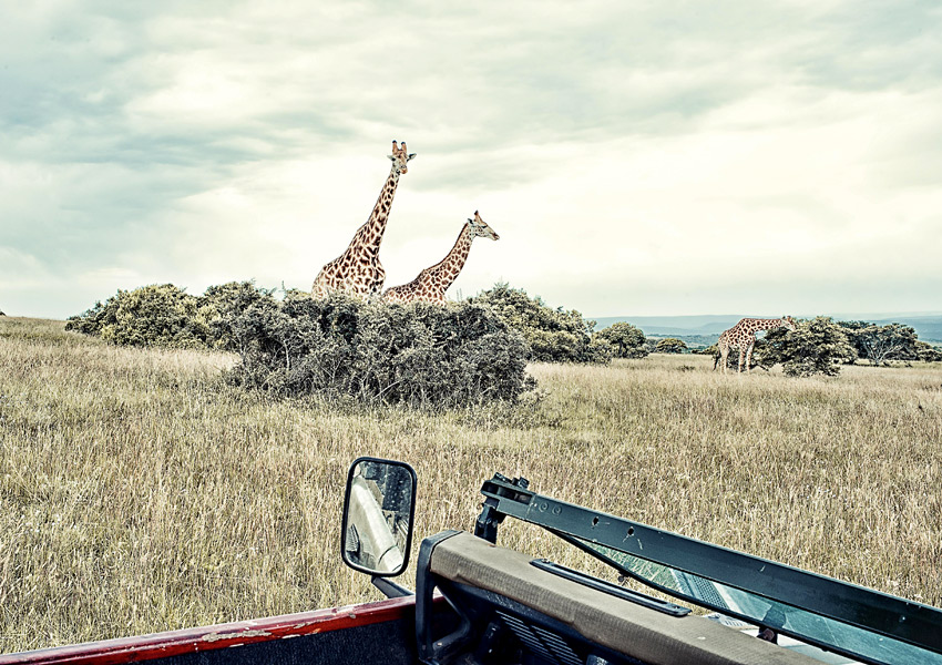 Safari_2