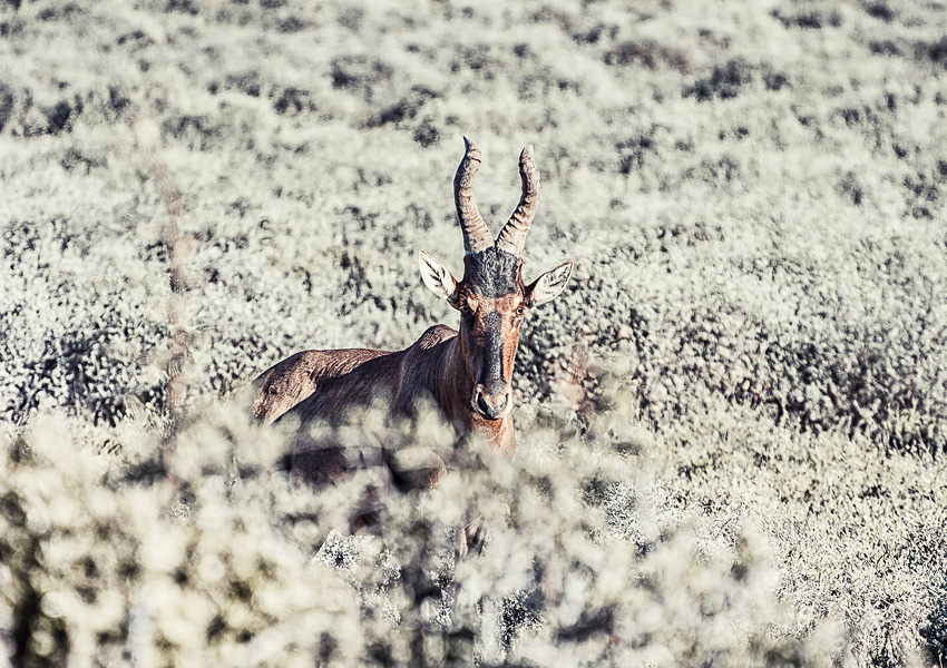 Safari_8