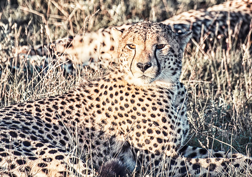 Safari_9