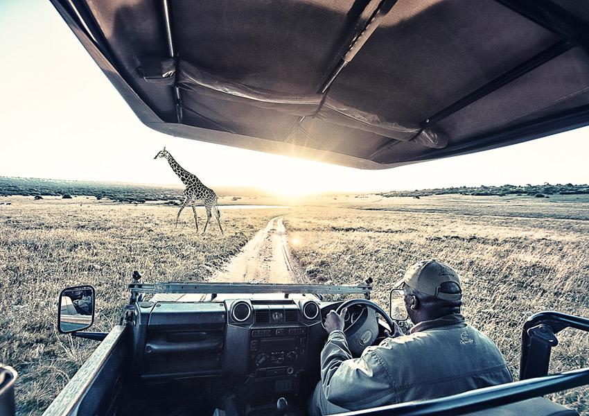 safari_1