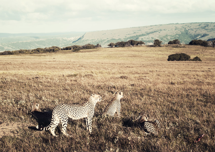 safari_3