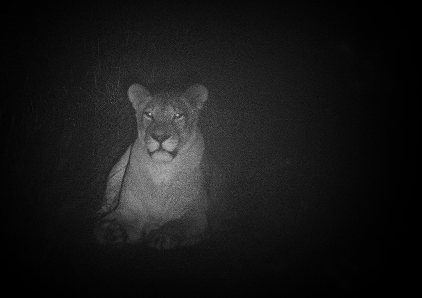 safari_4