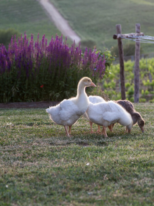 Pretty Hotels: Filippa Knutsson (Image 1435)