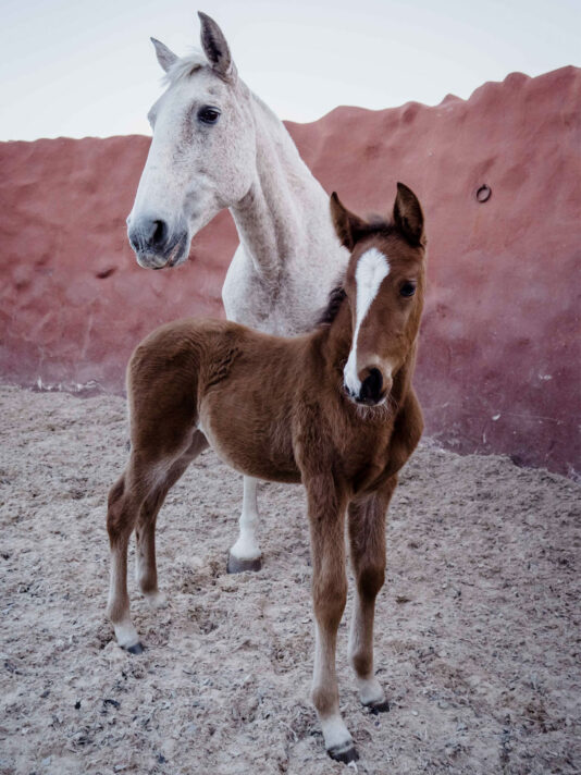 Pretty Hotels: La Donaira (Bild 8)