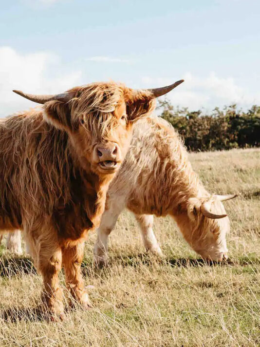 Pretty Hotels: Banchory Farm (Image 8)